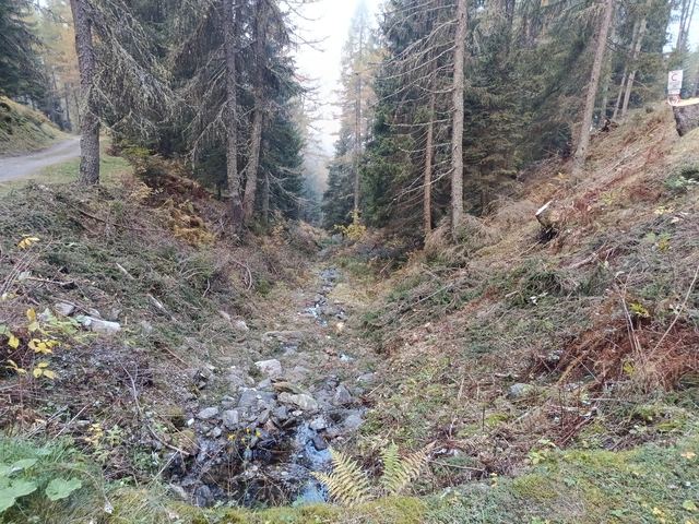 Bonifica forestale, foto 1