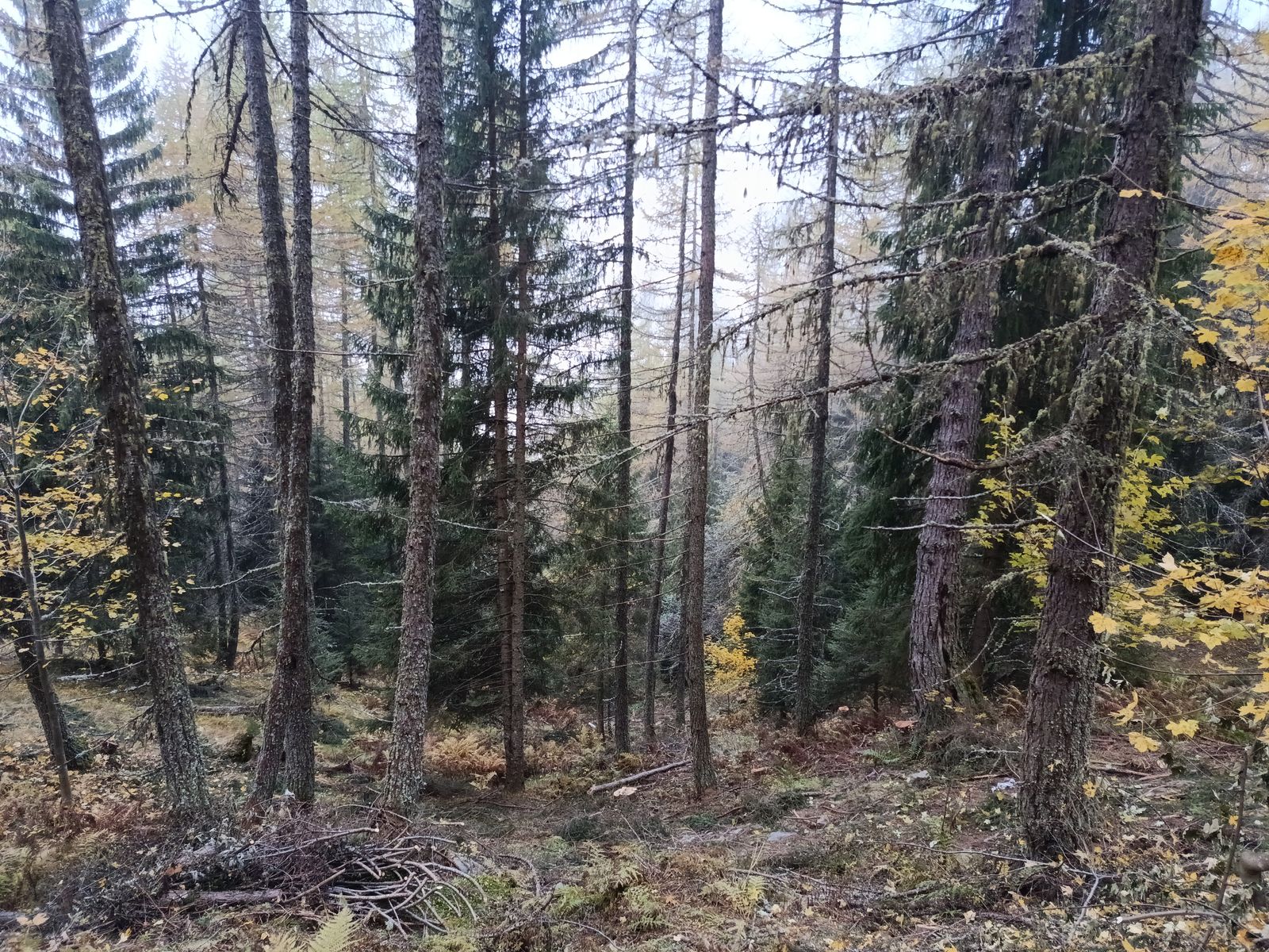 Bonifica forestale, foto 2