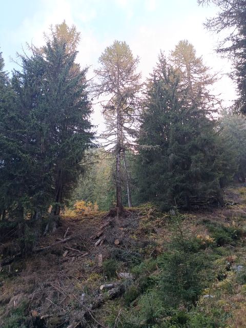 Bonifica forestale, foto 3