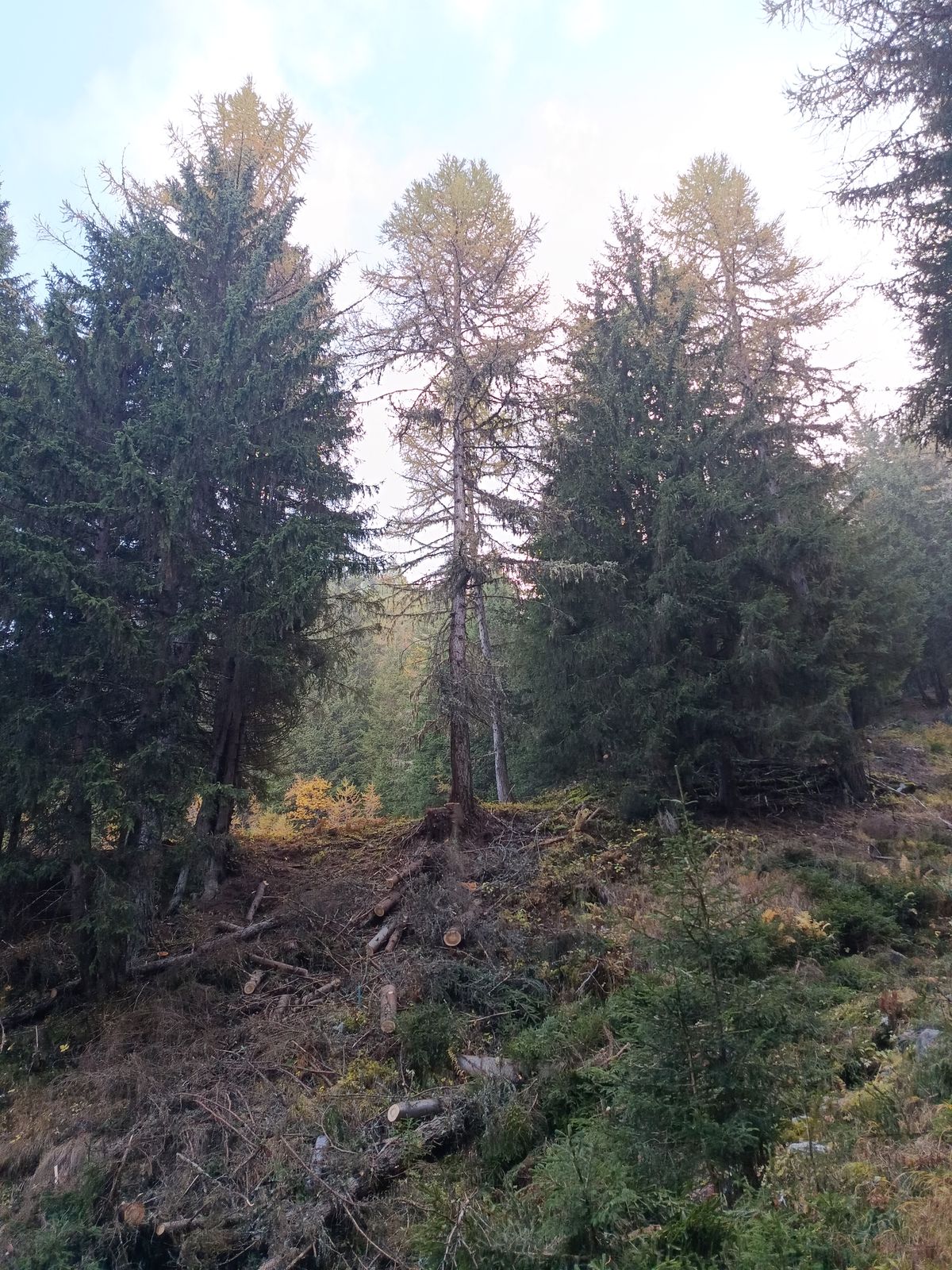 Bonifica forestale, foto 3