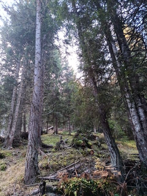 Bonifica forestale, foto 4