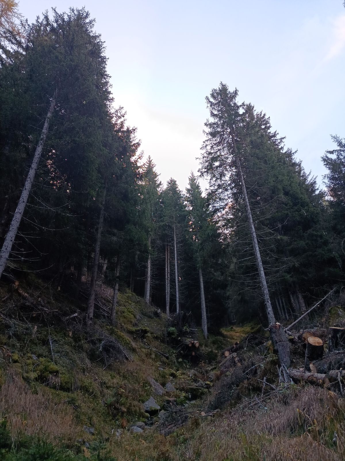 Bonifica forestale, foto 5
