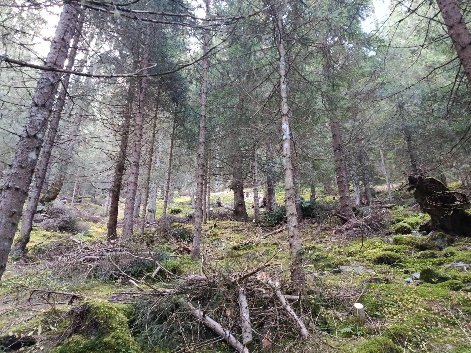Bonifica forestale, foto 6