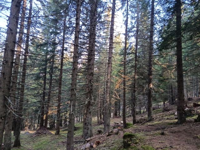 Bonifica forestale, foto 10