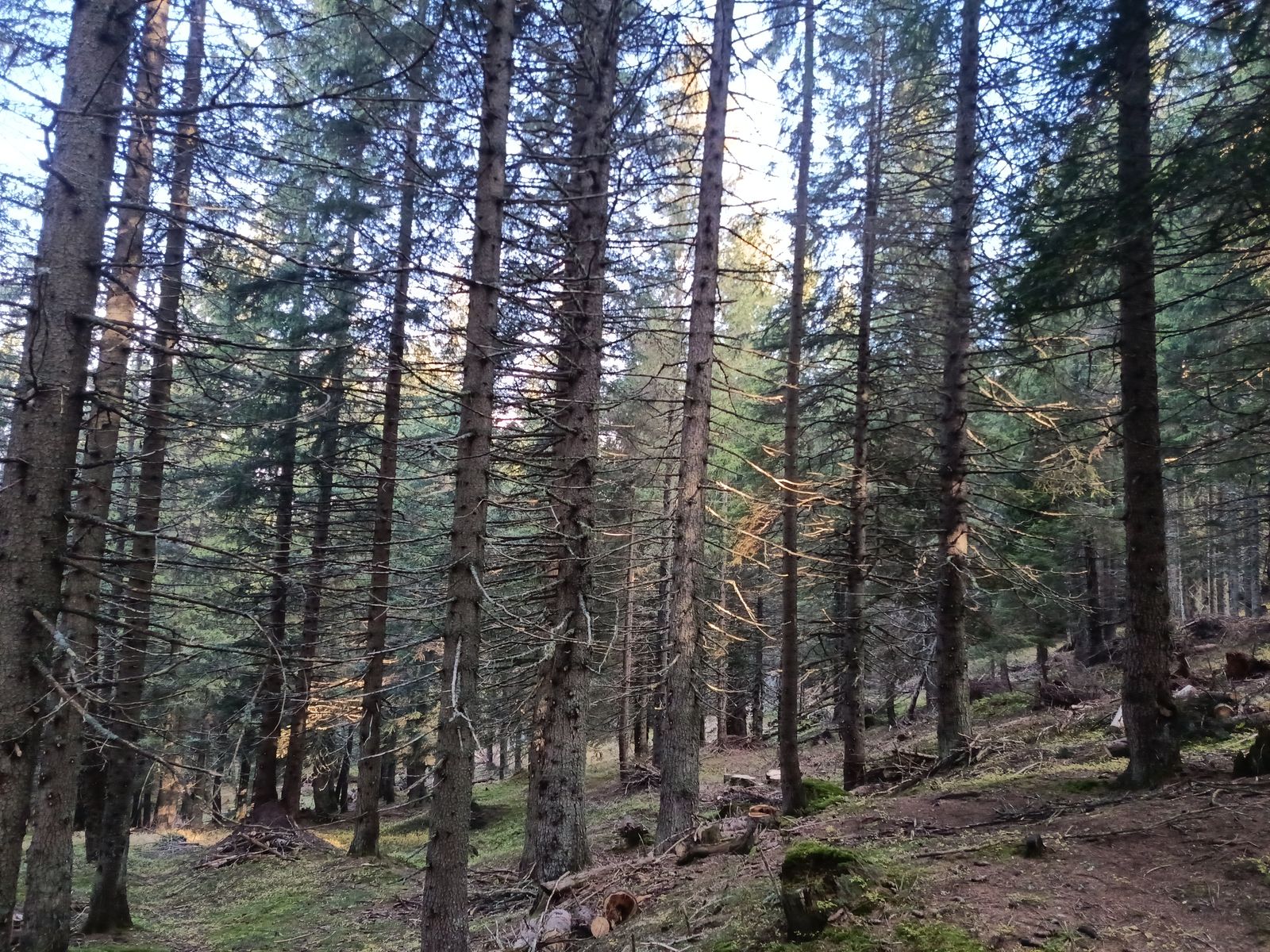 Bonifica forestale, foto 10