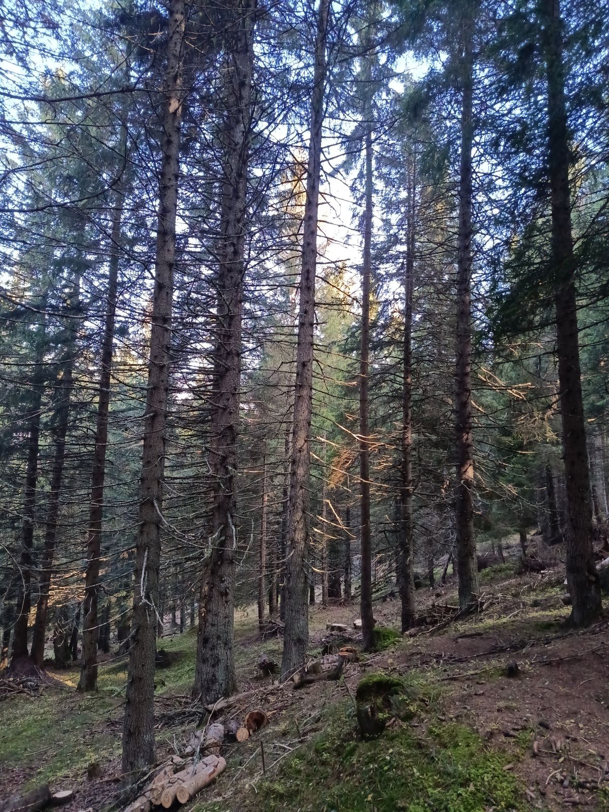 Bonifica forestale, foto 11
