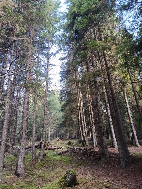 Bonifica forestale, foto 12