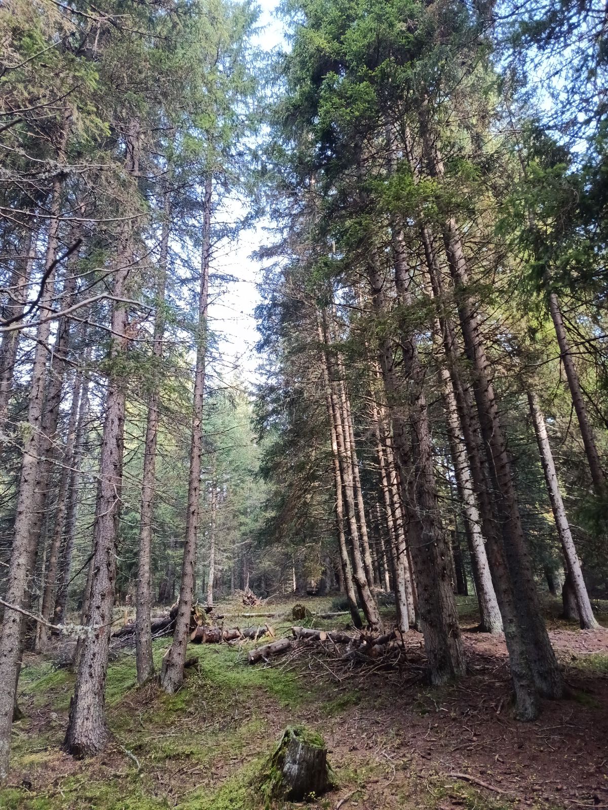 Bonifica forestale, foto 12