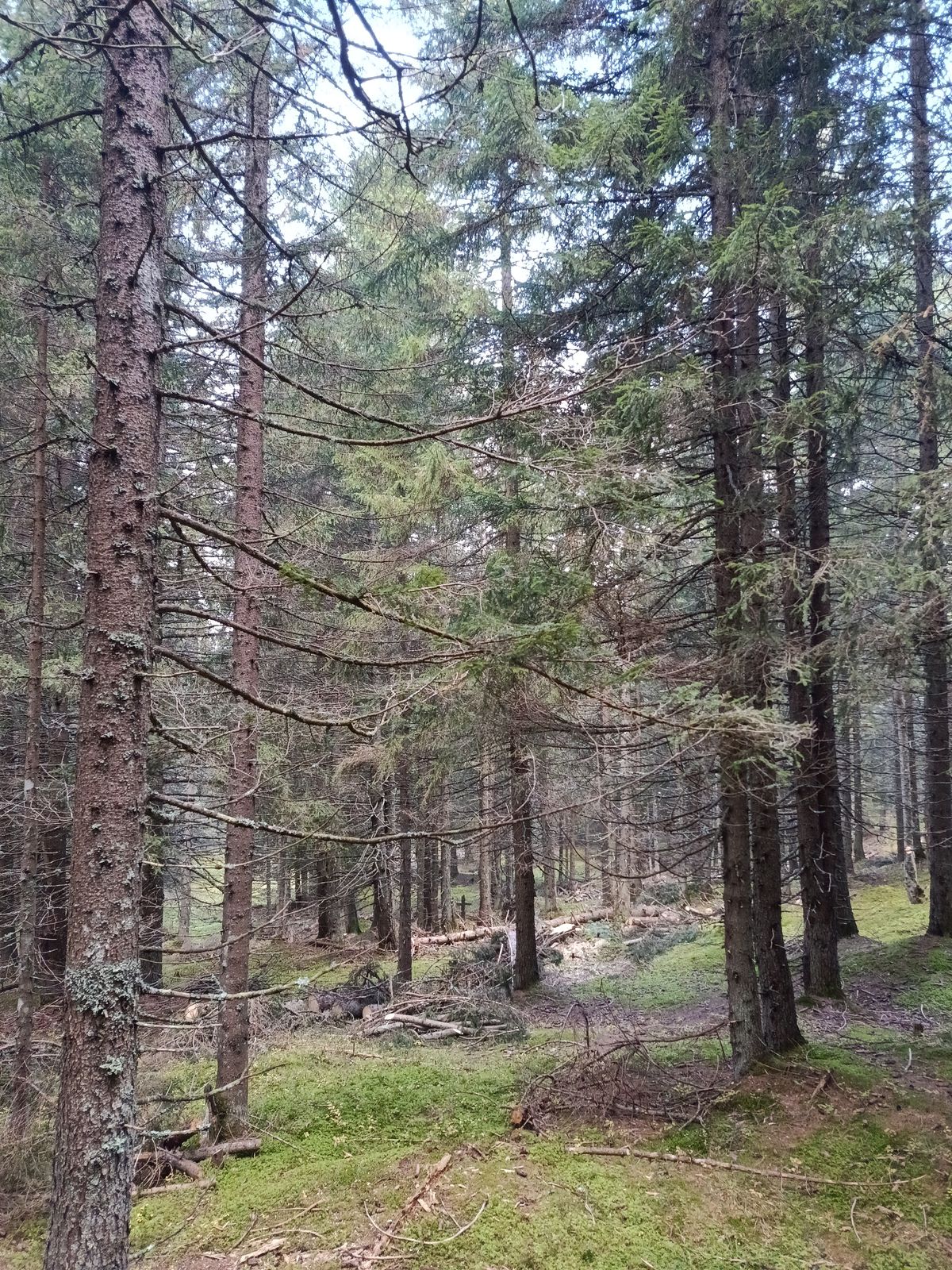Bonifica forestale, foto 13