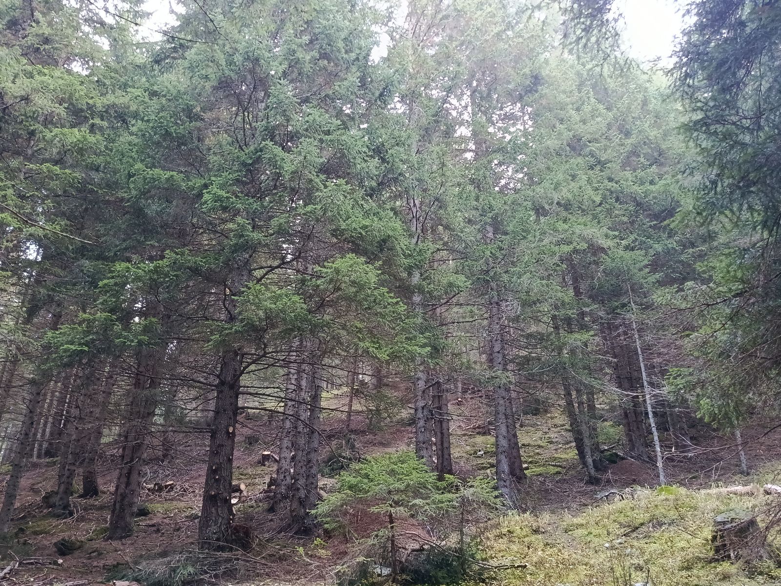 Bonifica forestale, foto 14