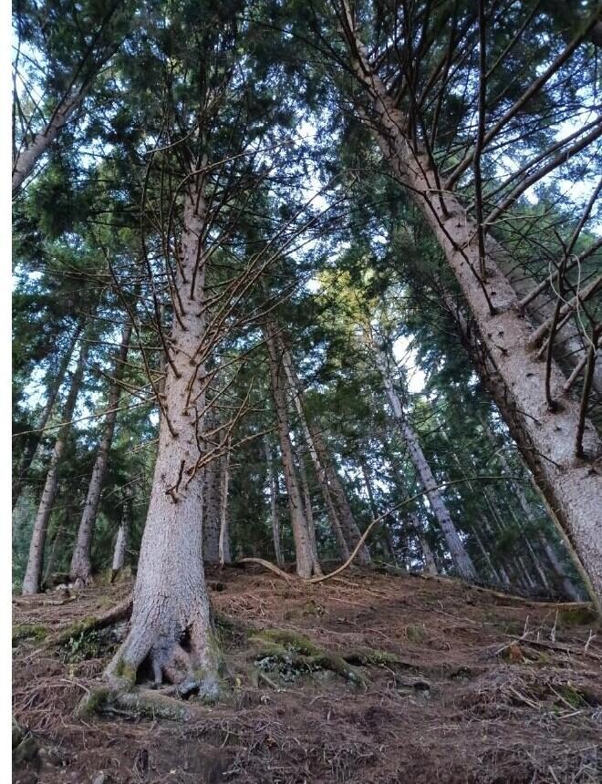 Gestione della fustaia, foto 4