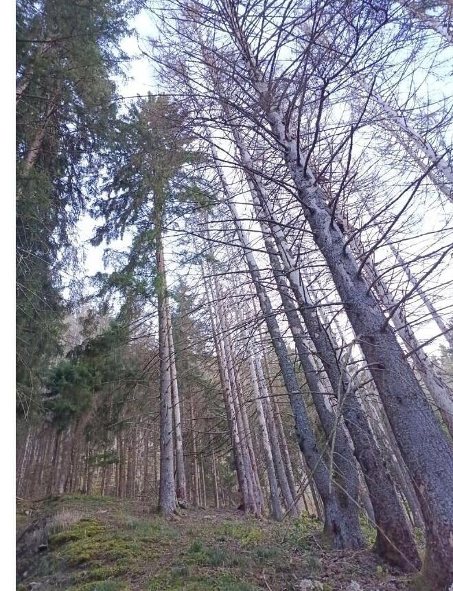 Gestione della fustaia, foto 5