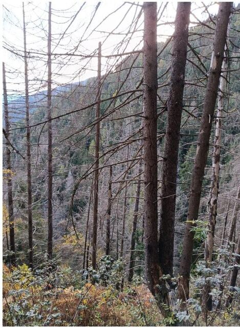 Gestione della fustaia, foto 6