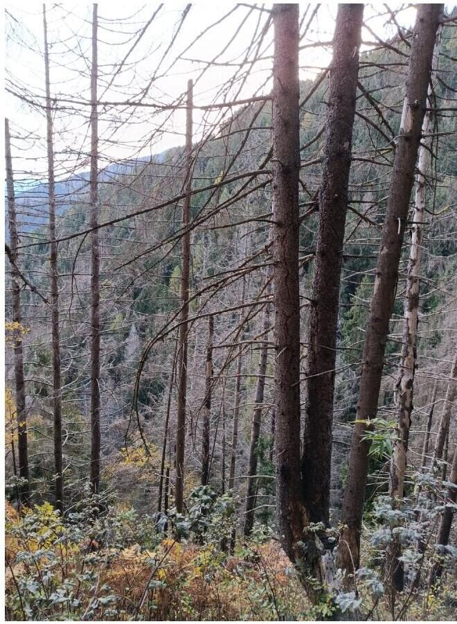 Gestione della fustaia, foto 6