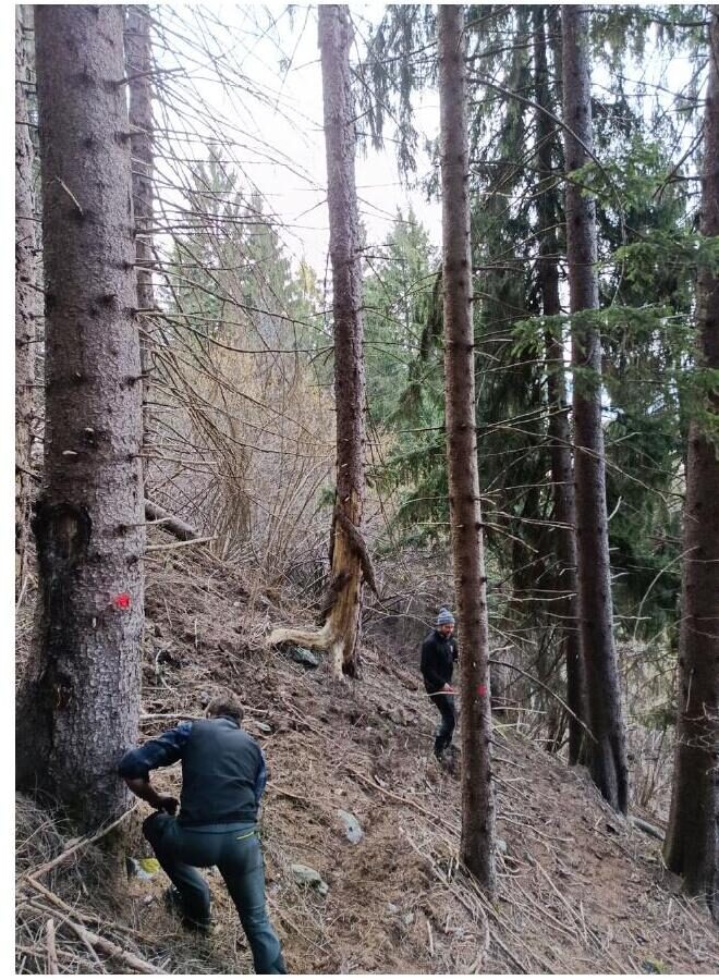 Gestione della fustaia, foto 7