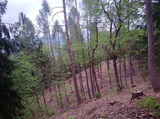 Gestione del ceduo, foto 2