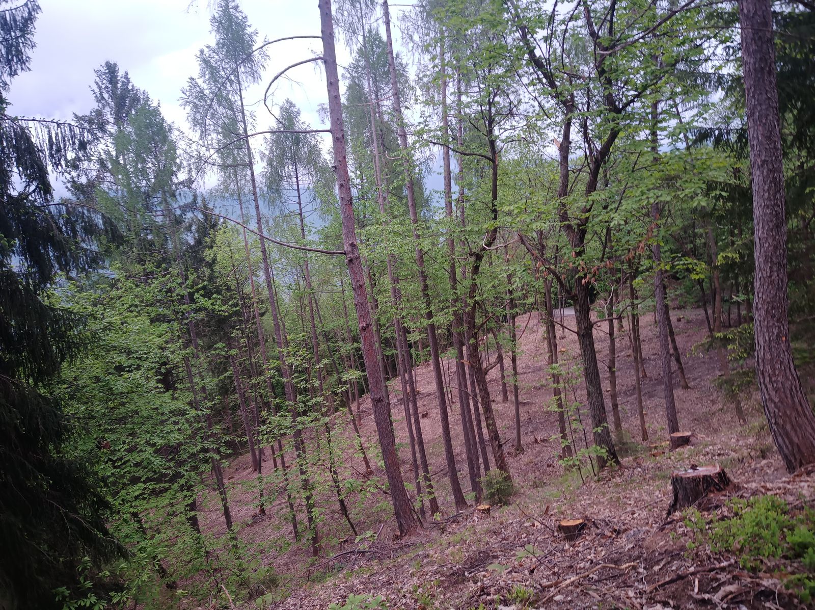 Gestione del ceduo, foto 2