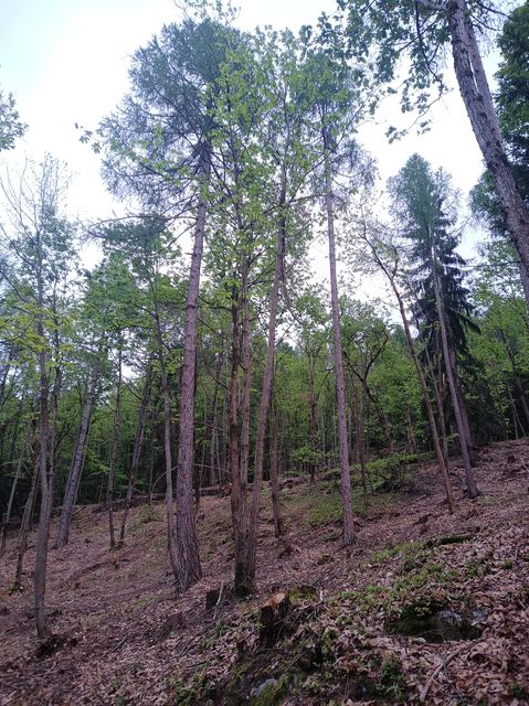 Gestione del ceduo, foto 13