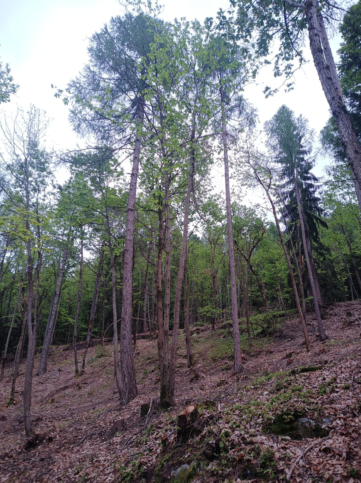 Gestione del ceduo, foto 13