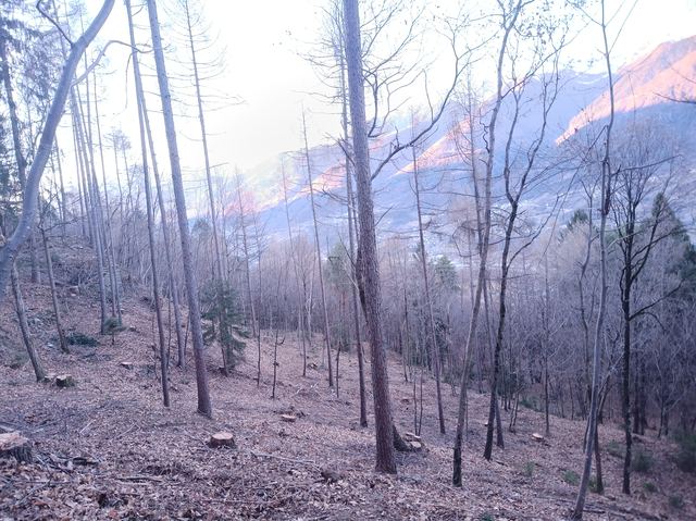 Gestione del ceduo, foto 2