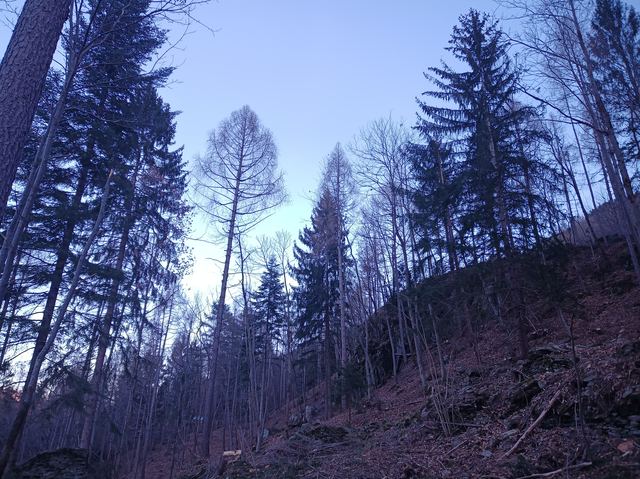 Gestione del ceduo, foto 4