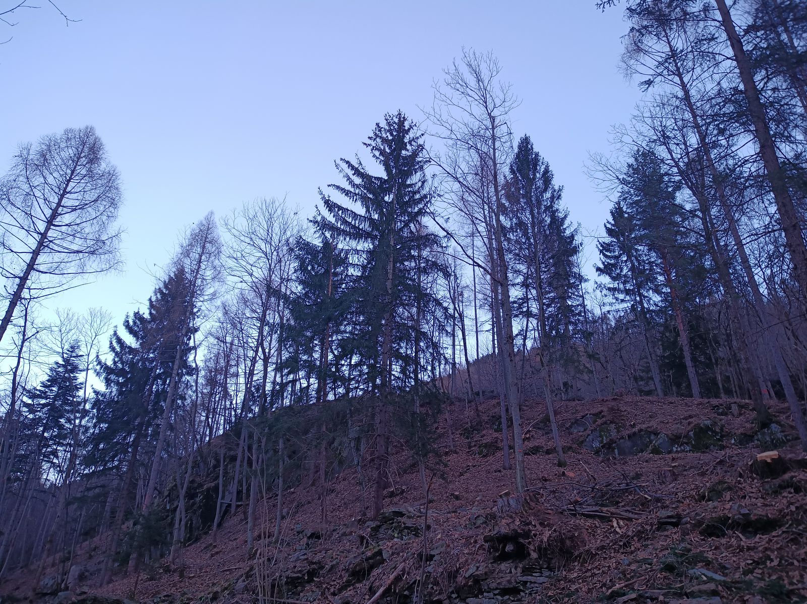Gestione del ceduo, foto 5