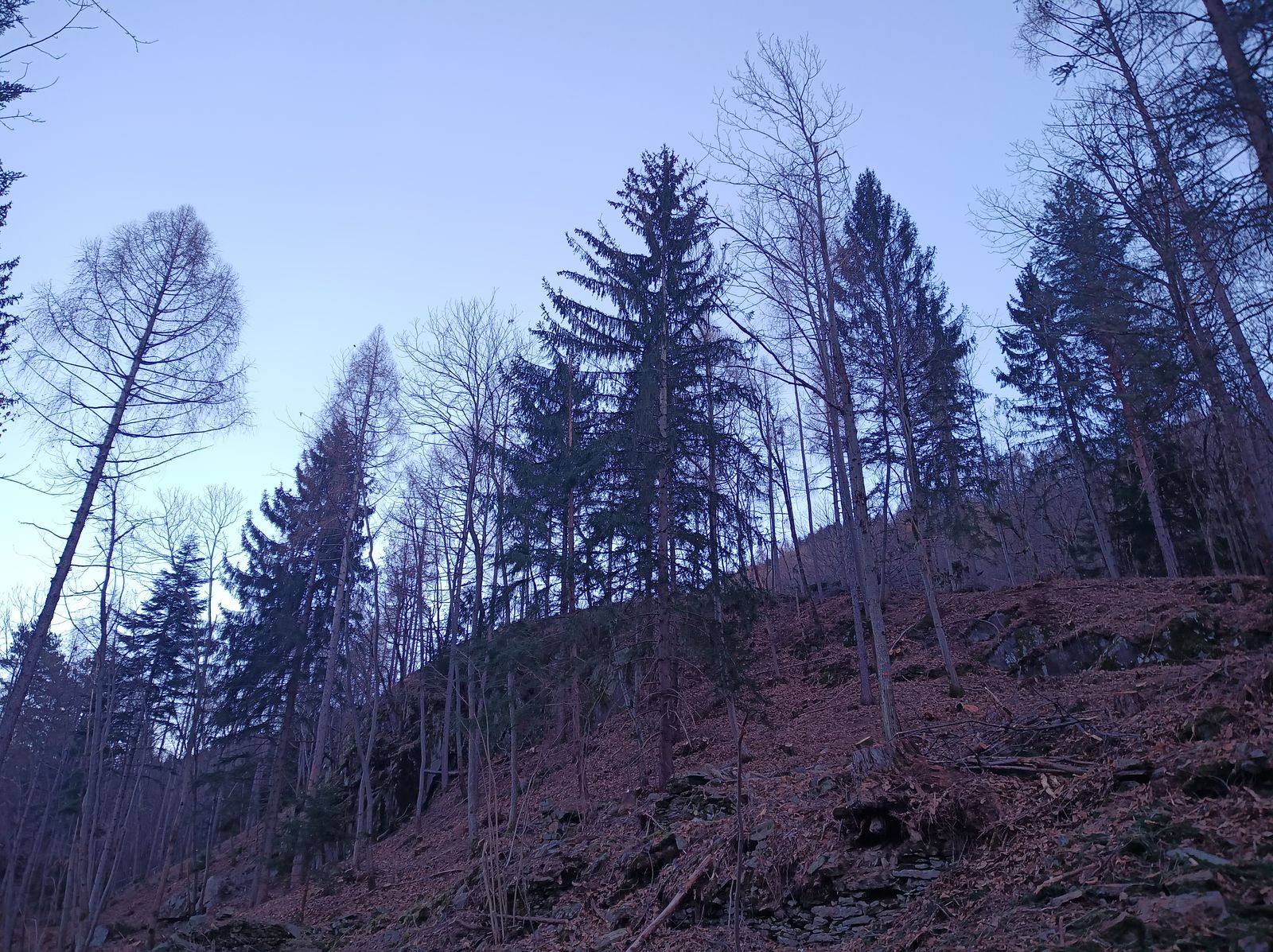 Gestione del ceduo, foto 6