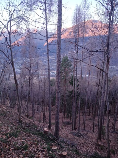 Gestione del ceduo, foto 9